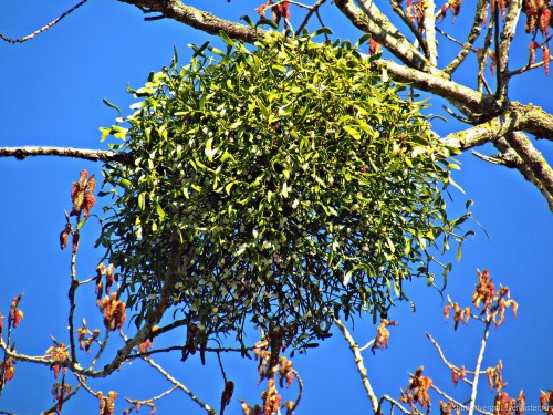 Омела белая фото