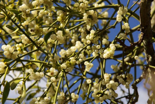 Омела белая фото