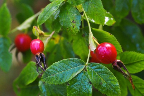 Шиповник майский фото