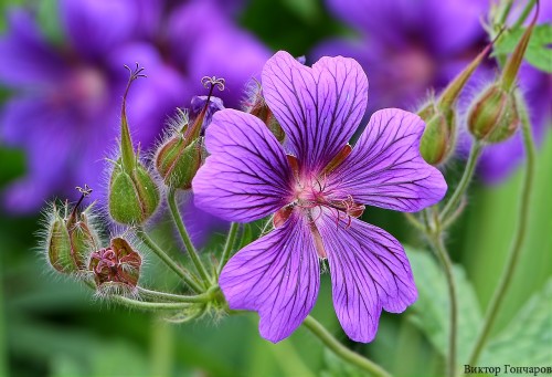 Герань луговая фото