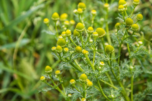 Ромашка безъязычковая фото