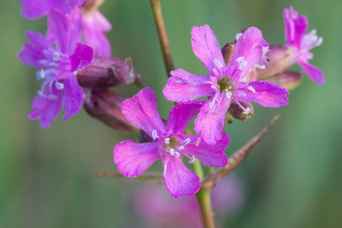 Смолка обыкновенная фото