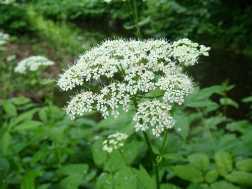 Сныть обыкновенная фото