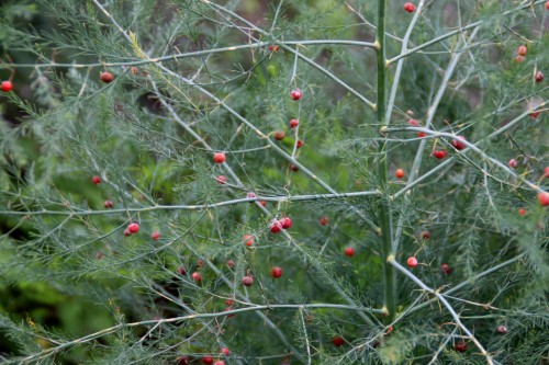 Спаржа лекарственная фото