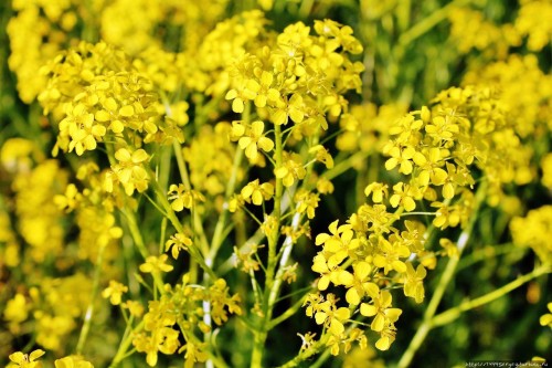 Сурепка обыкновенная фото