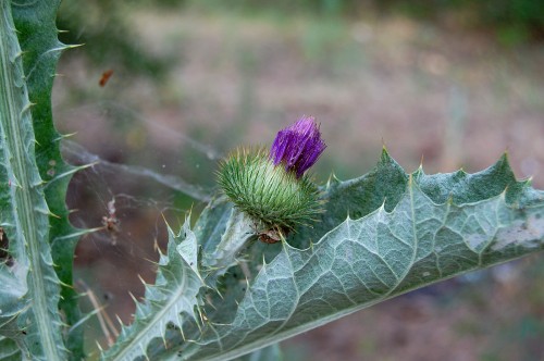 Татарник колючий фото