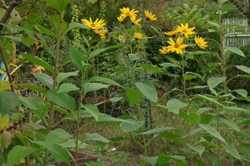 Топинамбур фото