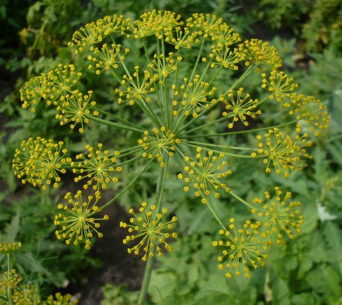 Укроп пахучий фото