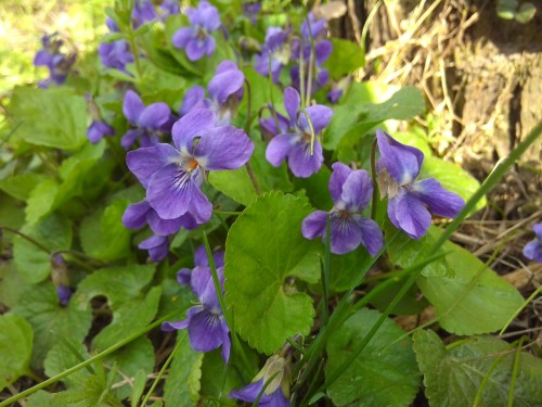 Фиалка душистая фото