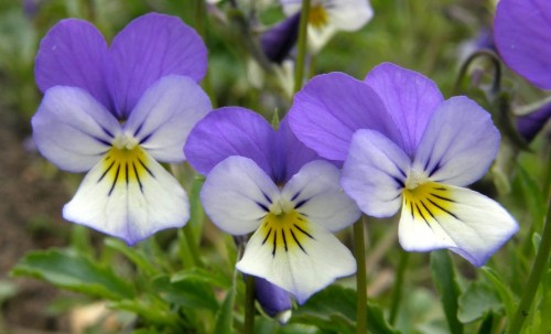 Фиалка трёхцветная фото