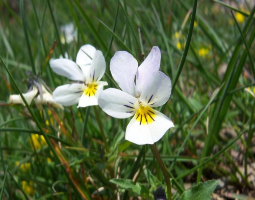 Фиалка полевая фото