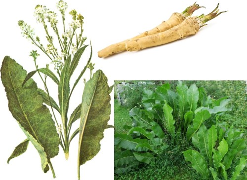 Хрен обыкновенный фото