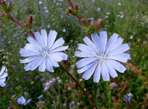 Цикорий обыкновенный фото