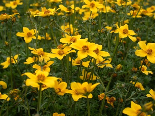 Череда трёхраздельная фото