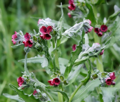 Чернокорень лекарственный фото