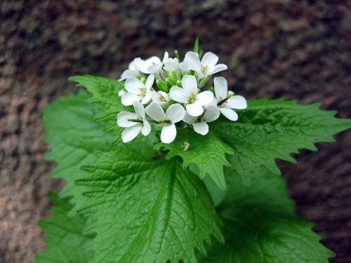 Чесночница черешковая фото