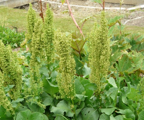 Щавель конский фото