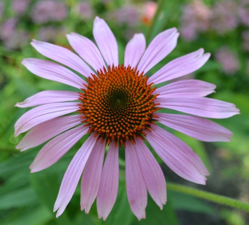 Эхинацея пурпурная фото