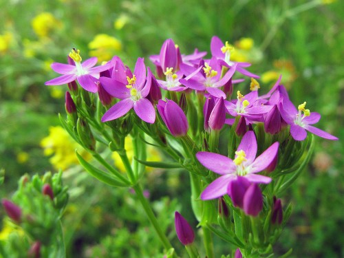 Золототысячник красный фото