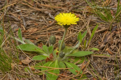 Ястребинка волосистая фото