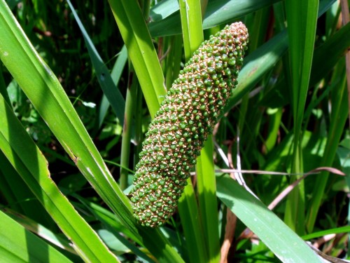 Аир обыкновенный фото