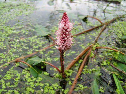 Горец земноводный фото