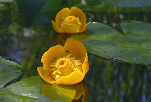 Кубышка жёлтая  фото