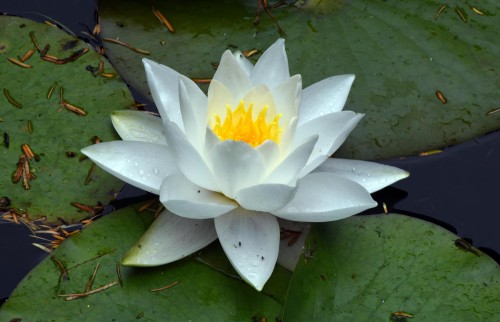 Кувшинка белая фото