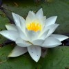Кувшинка белая фото