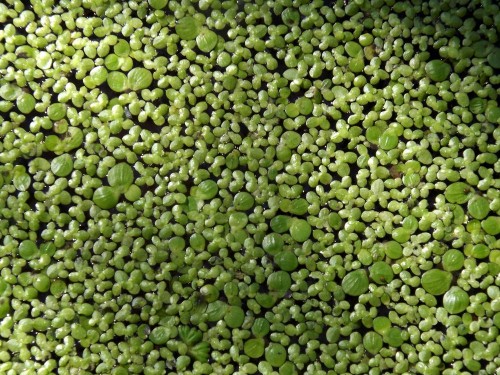 Ряска маленькая фото