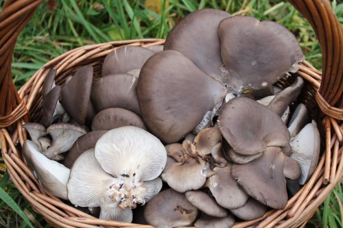 Вешенка обыкновенная фото