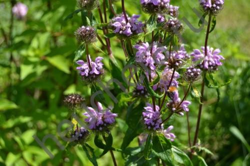 Зопник клубненосный фото