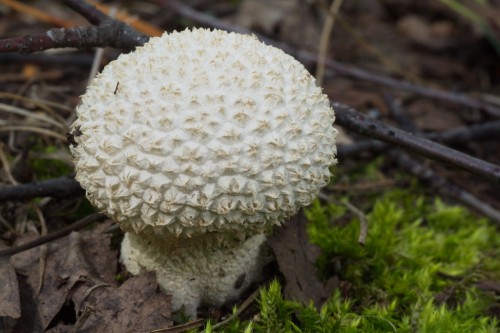 Головач мешковидный фото