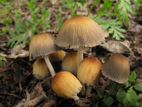 Навозник мерцающий фото