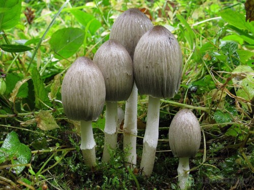 Навозник серый фото