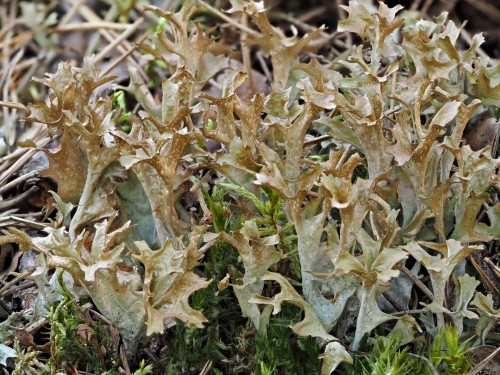 Цетрария исландская фото