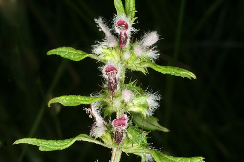 Пустырник сердечный фото