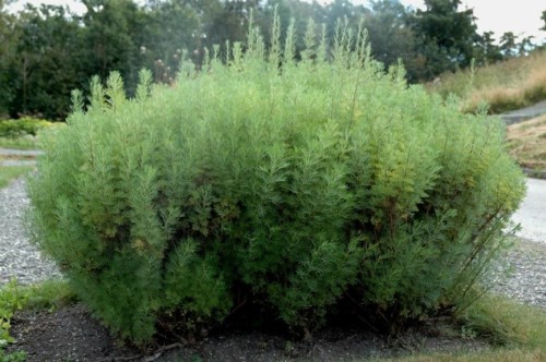 Полынь лечебная фото