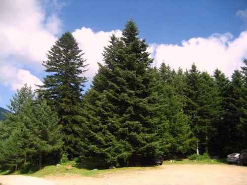 Пихта сибирская фото
