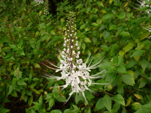 Почечный чай фото