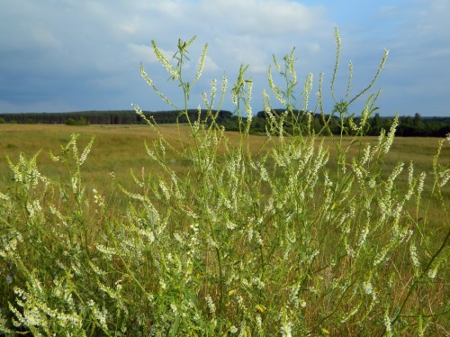 Донник белый фото