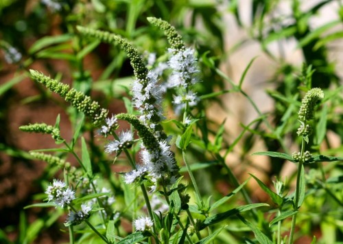 Мята длиннолистная фото