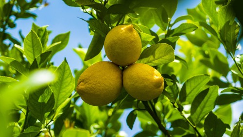 Лимон обыкновенный фото