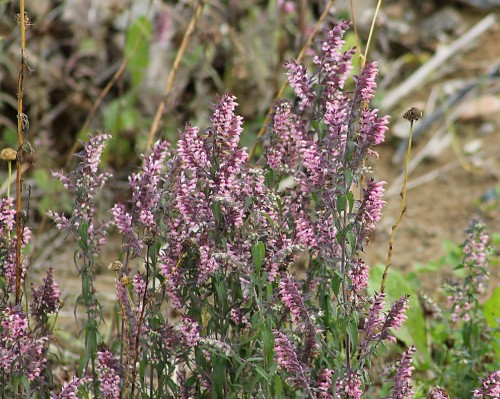 Зубчатка обыкновенная фото