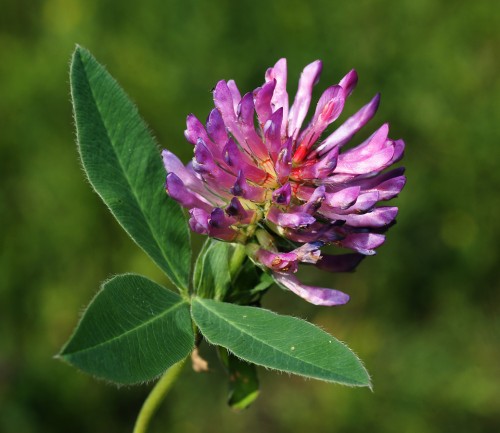 Клевер средний фото