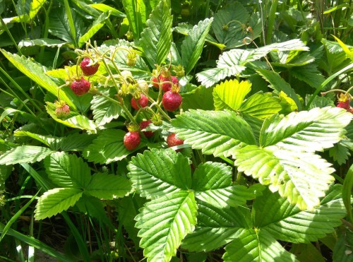 Земляника мускатная фото