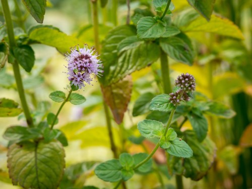 Мята водяная фото