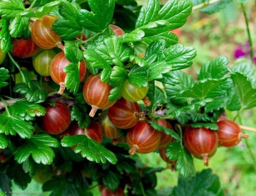 Крыжовник обыкновенный фото