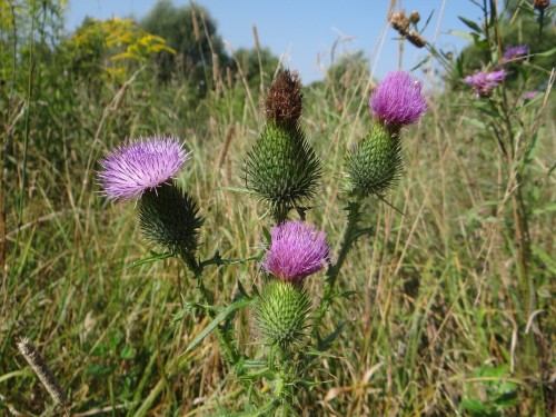 Бодяк обыкновенный фото