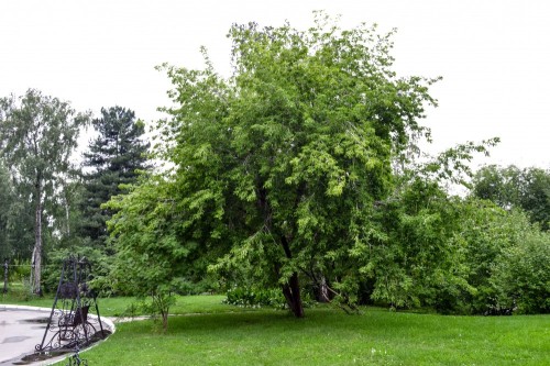 Клен ясенелистный фото